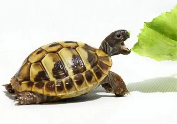 Herman's Land Turtle Identity Information