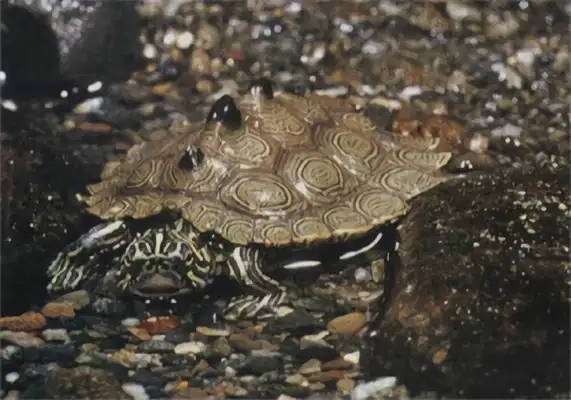 Northern melanoma map turtle identity information