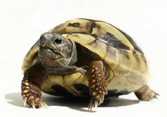Herman's Land Turtle Identity Information