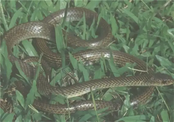 Rat Snake Identity Information