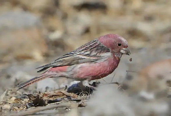 North Jack ID