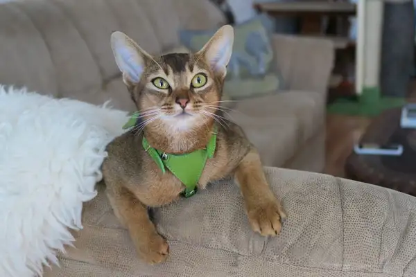 Introduction to Robsta Cats. Introduction to Robusta Cats
