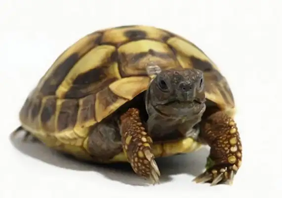Herman's Land Turtle Identity Information