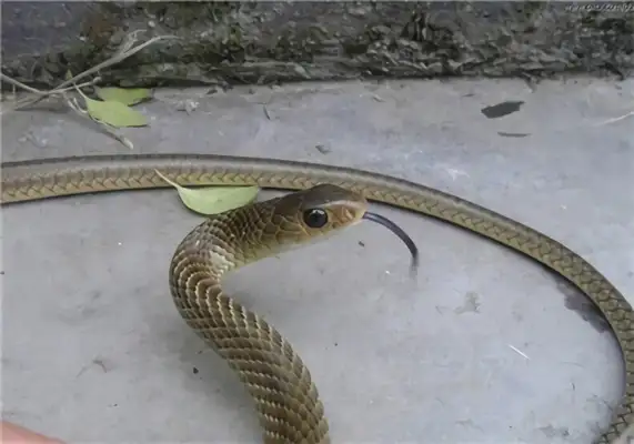 Rat Snake Identity Information