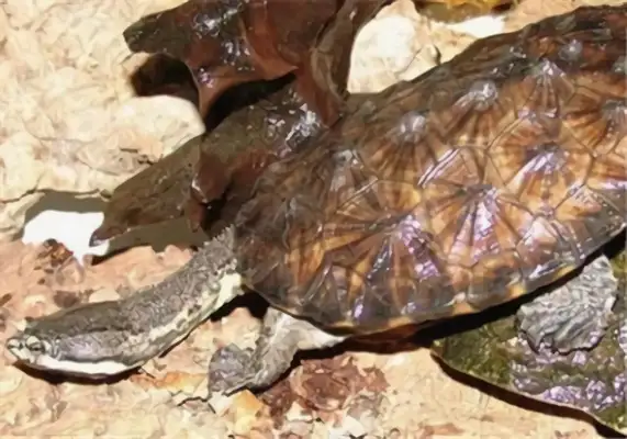 Information on the identity of South American snakes