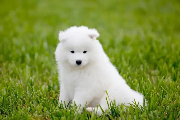 Butch canine: the perfect partner with grace and dynamism