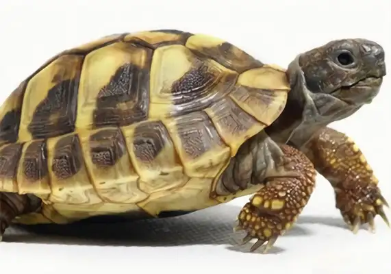 Herman's Land Turtle Identity Information