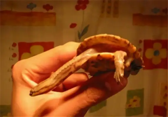 Information on the identity of South American snakes