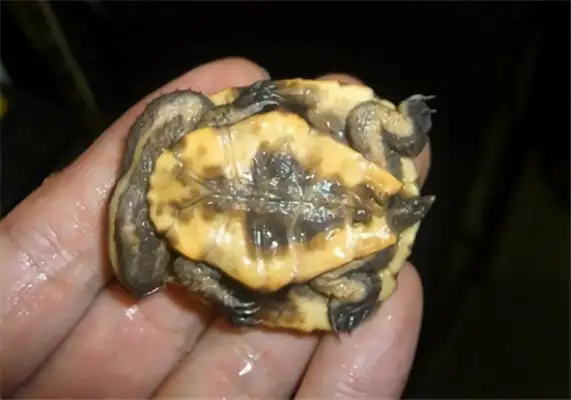 Information on the identity of South American snakes