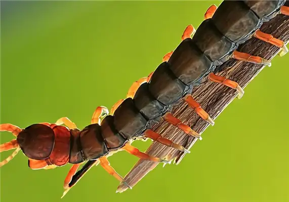 Can not open message