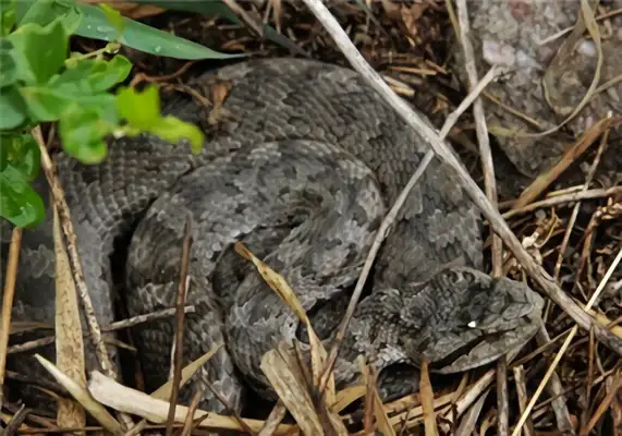 Snake Island identification information