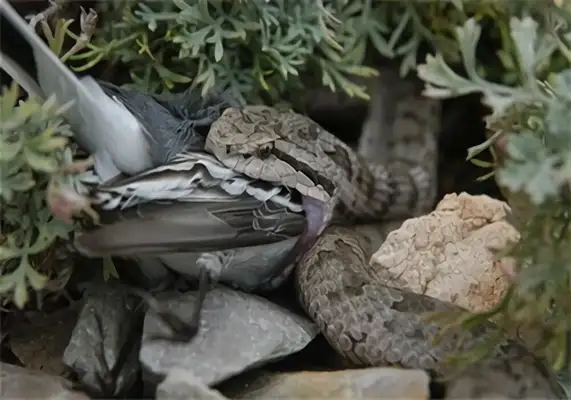 Snake Island identification information