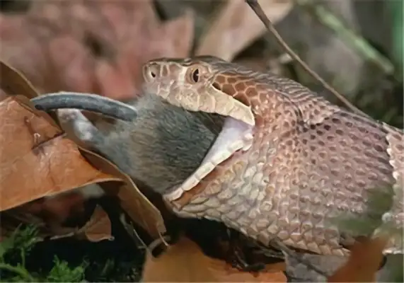 Orient Viper Identity Information