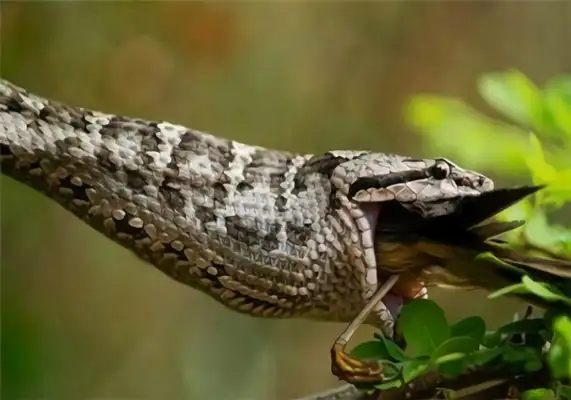 Snake Island identification information