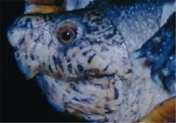 Colombian turtle identity information