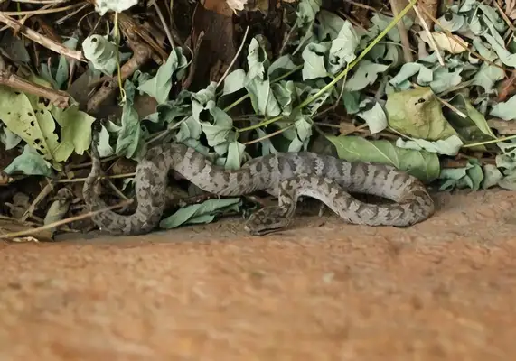Snake Island identification information