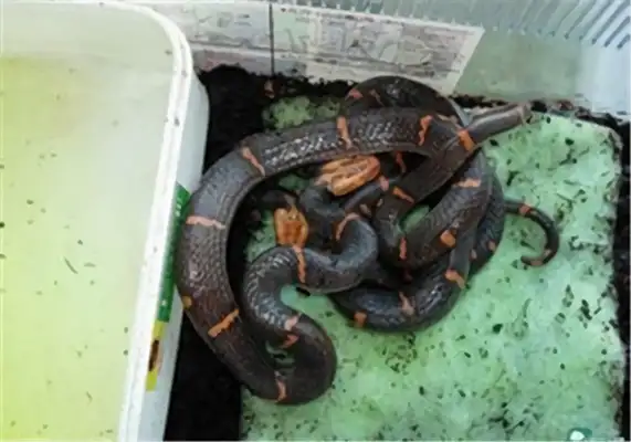 Orient Viper Identity Information