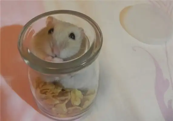 Milk tea hamster identity information