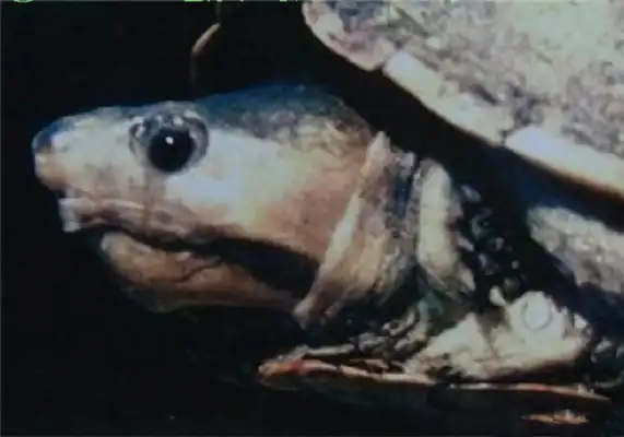 Colombian turtle identity information