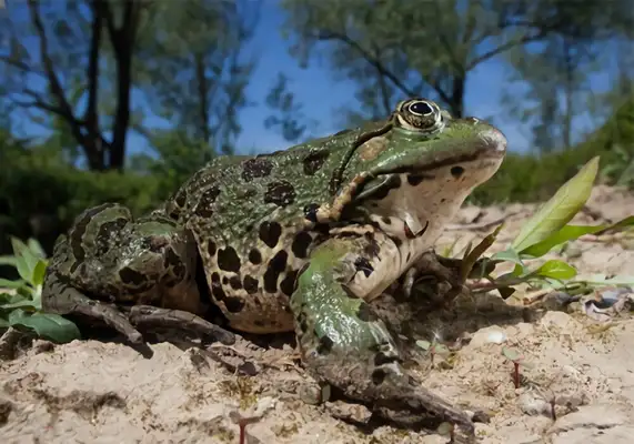 Frog Identity Information