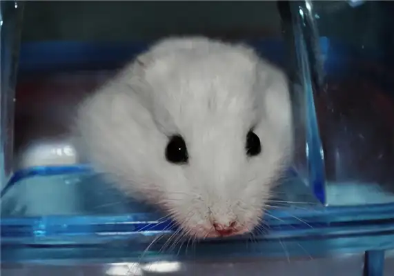 Milk tea hamster identity information