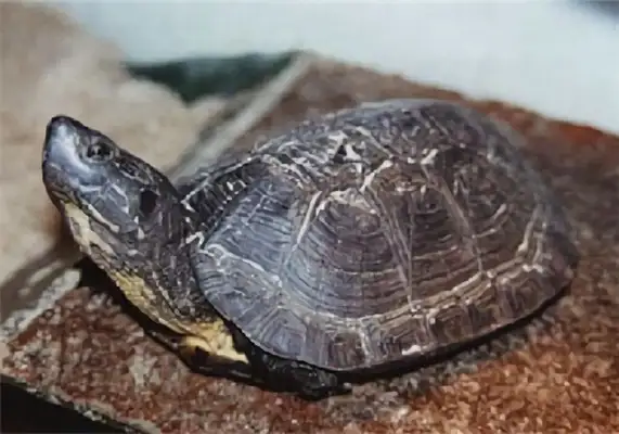 Colombian turtle identity information