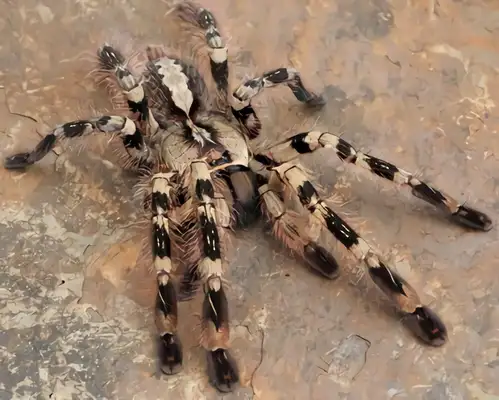 Peterson's gorgeous rainforest spider identity information