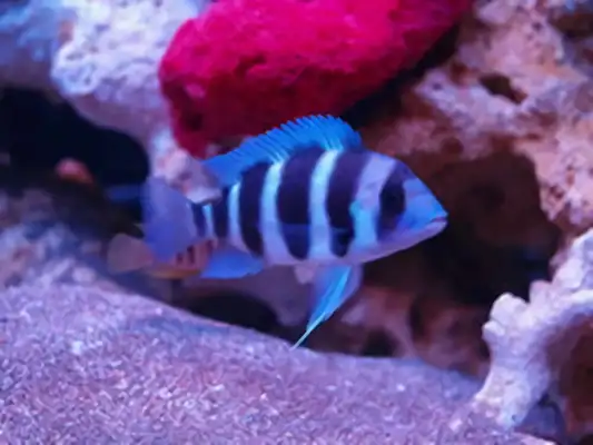 Six fish IDs in Sayland