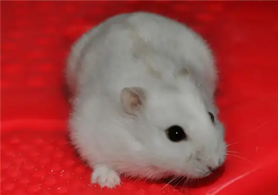 Milk tea hamster identity information