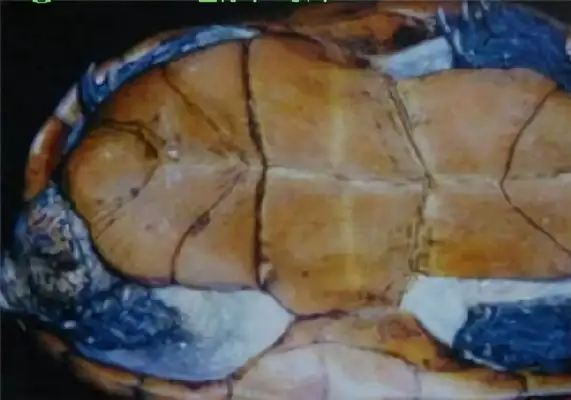 Colombian turtle identity information