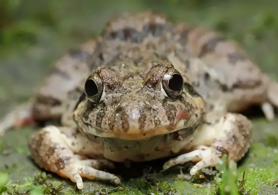 Frog Identity Information