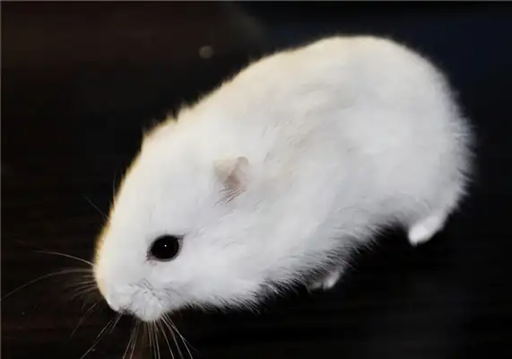 Milk tea hamster identity information