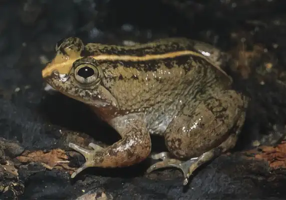 Frog Identity Information