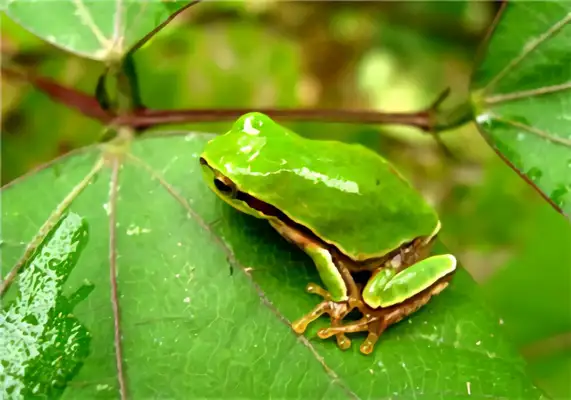 Washington Rain Frog Identity Information
