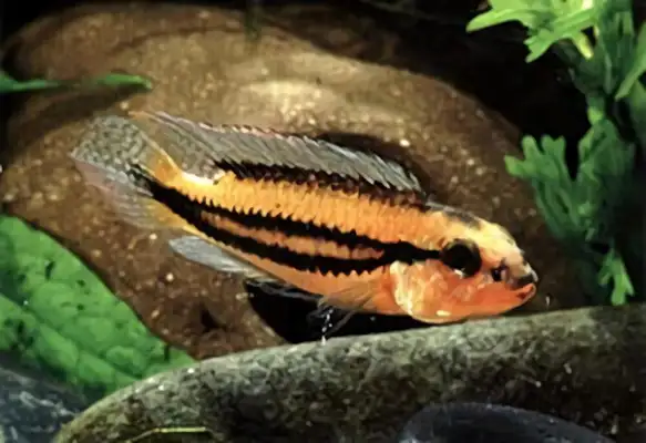 Double-laced slug ID
