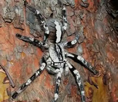 Peterson's gorgeous rainforest spider identity information