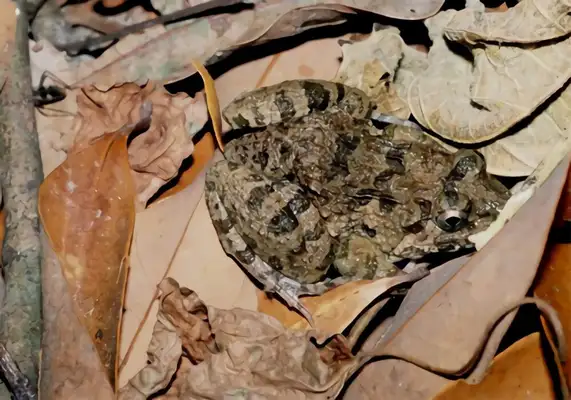 Frog Identity Information