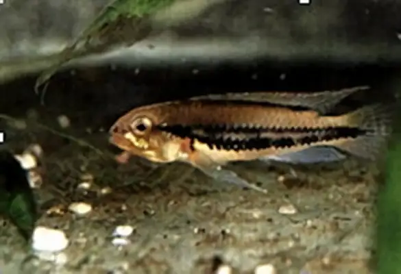 Double-laced slug ID