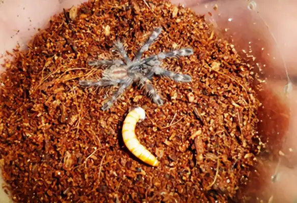 Peterson's gorgeous rainforest spider identity information