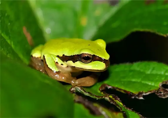 Washington Rain Frog Identity Information