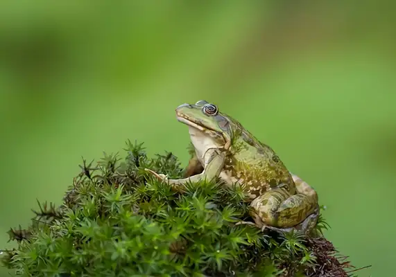 Frog Identity Information