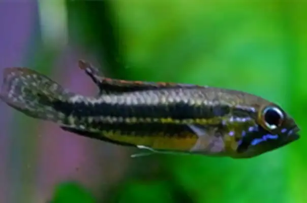 Double-laced slug ID