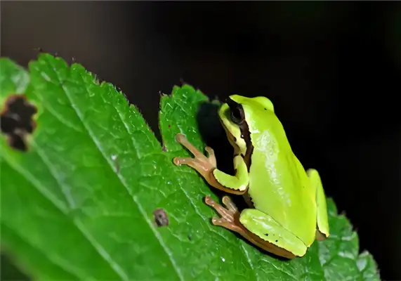 Washington Rain Frog Identity Information