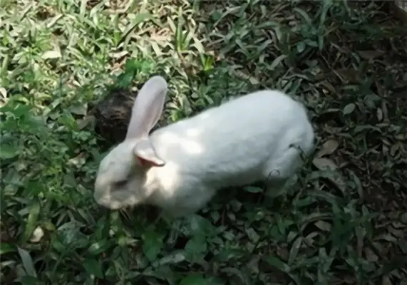I.D. for the big white rabbit in Florida