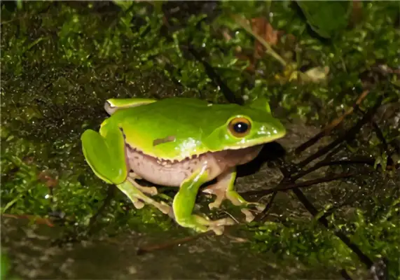 Washington Rain Frog Identity Information