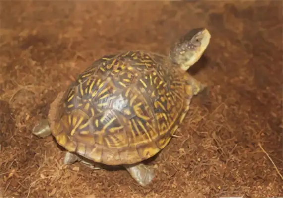 Three-toe box turtle identity information