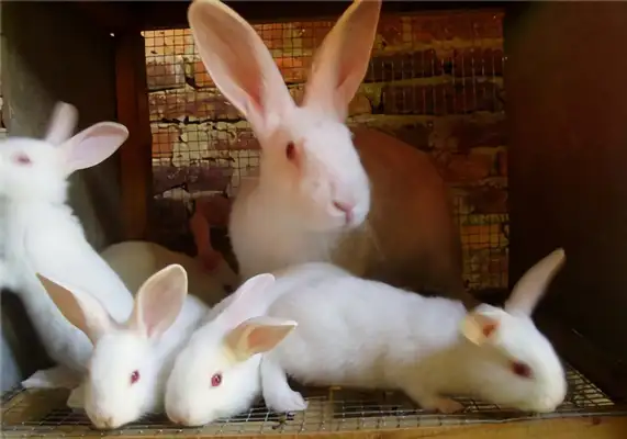 I.D. for the big white rabbit in Florida