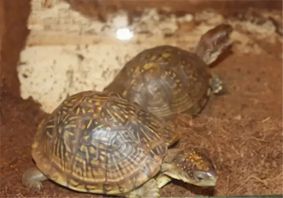 Three-toe box turtle identity information