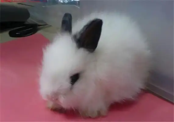 Western Rabbit Identity Information