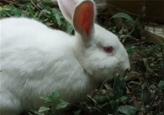 I.D. for the big white rabbit in Florida